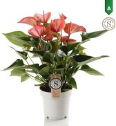 Hellogreen Kamerplant - Anthurium Livium Red - 50 cm