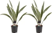 Kamerplanten van Botanicly – 2 × Vrouwentongen – Hoogte: 55 cm – Sansevieria Aubrytniana Metallica