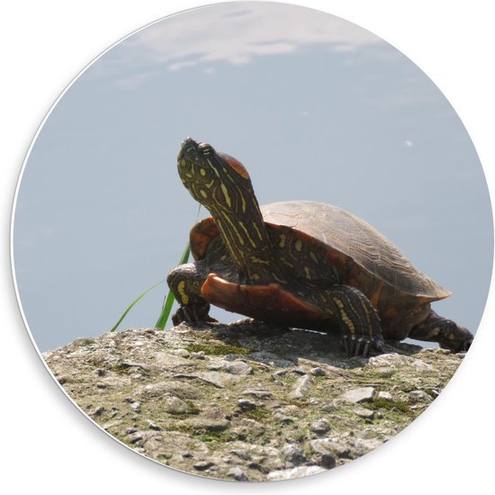 Forex Wandcirkel - Schildpadje op Rots - Foto op Wandcirkel (met ophangsysteem)