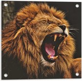 Tuinposter – Brullende Leeuw - 50x50cm Foto op Tuinposter  (wanddecoratie voor buiten en binnen)