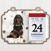 Scheurkalender 2023 Hond: Teckel langharig