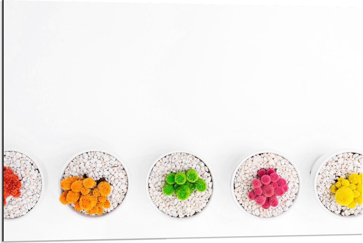 Dibond - Gekleurde Cactuspotjes - 90x60cm Foto op Aluminium (Met Ophangsysteem)