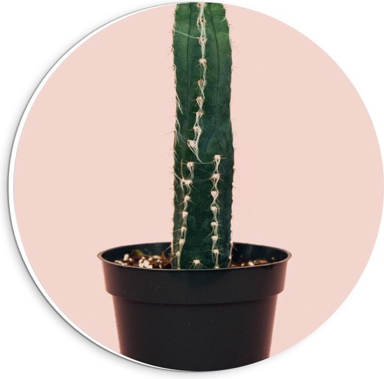 Forex Wandcirkel - Cactusplant in Zwarte Pot met Roze Achtergrond - 20x20cm Foto op Wandcirkel (met ophangsysteem)