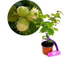 Corylus ‘Tonda Romana’ - Italiaanse hazelnoot - Hoogte 40cm - 12cm pot