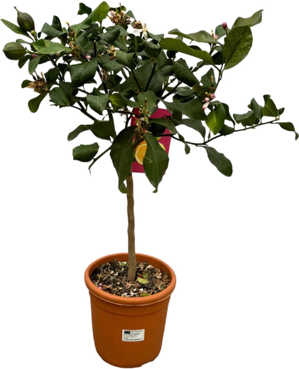 Citrus Lemon - 80 cm - Ø22cm