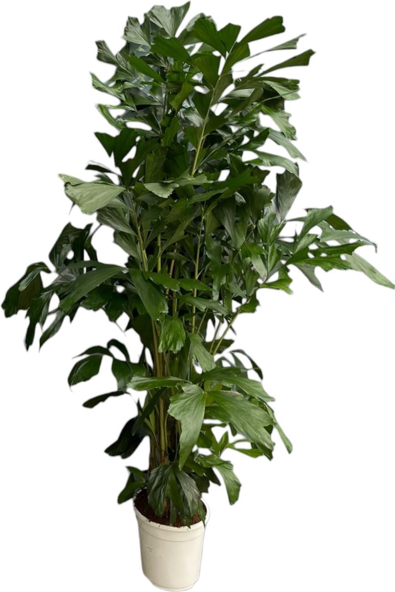 Caryota Mitis - 170 cm - Ø24