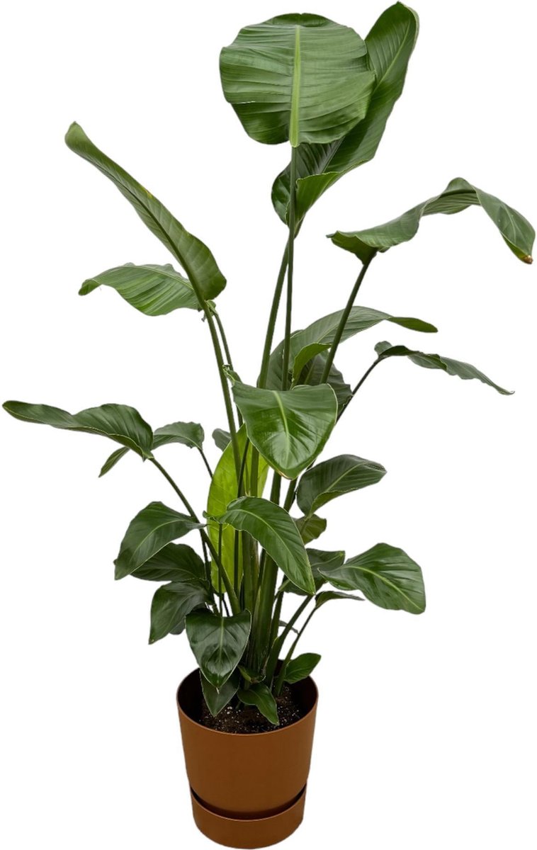 Strelitzia Nicolai inclusief elho Greenville Round bruin - 160cm - Ø30