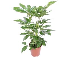 Green Harmony - Schefflera Actinophylla Amate - Ø24cm - 100cm