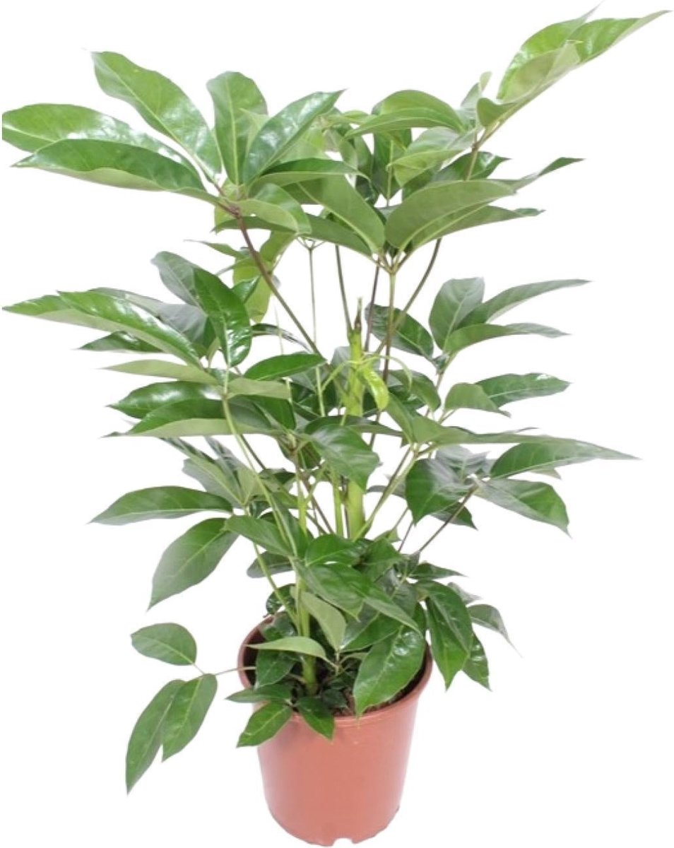Green Harmony - Schefflera Actinophylla Amate - Ø24cm - 100cm