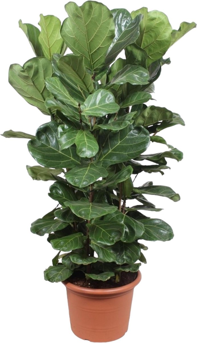 Ficus Lyrata struik XL - 180 cm - ø45