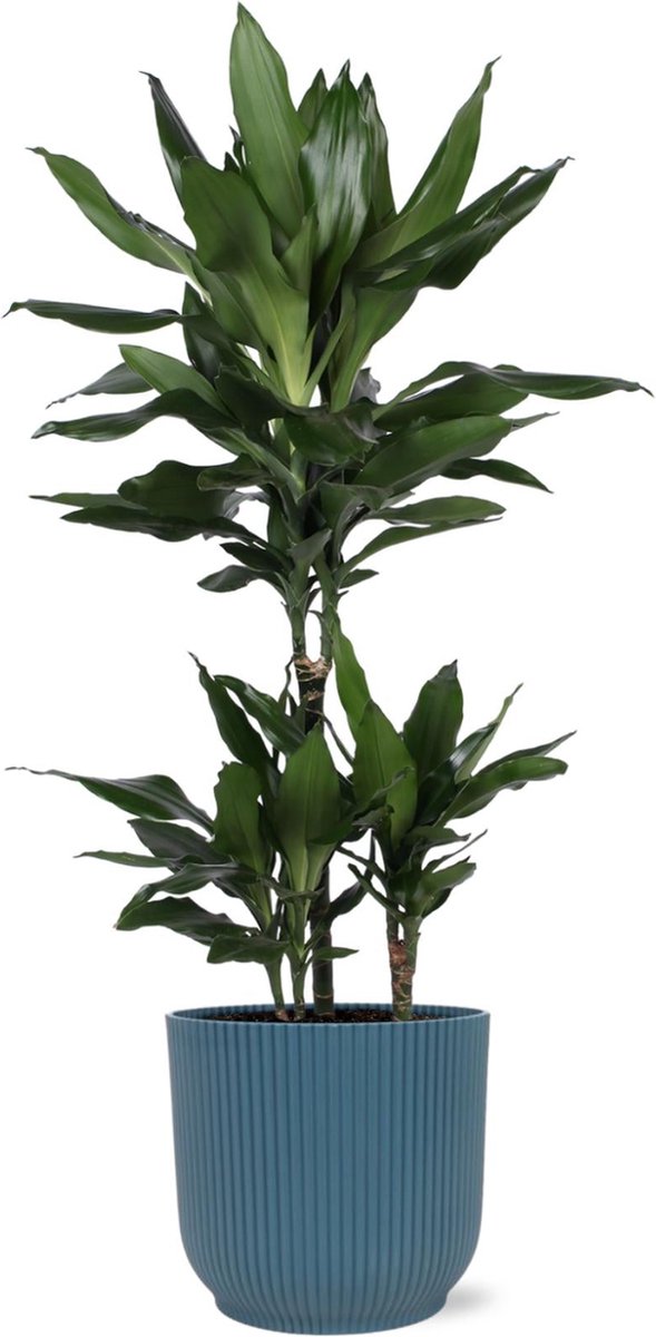 Dracaena Janet Lind Ø21cm - 90cm in Vibes BLUE pot