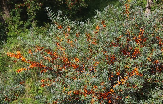 Struik met grijsgroene bladeren en vele oranje bessen