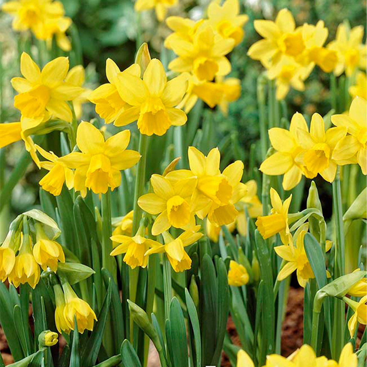 Bloomique - Mix van 25 - Narcissus Tete a Tete - Kleine Narcis - Bloembollen - Voorjaarsbloeiend - Meerjarige Planten - Groeit tot 15-20 cm