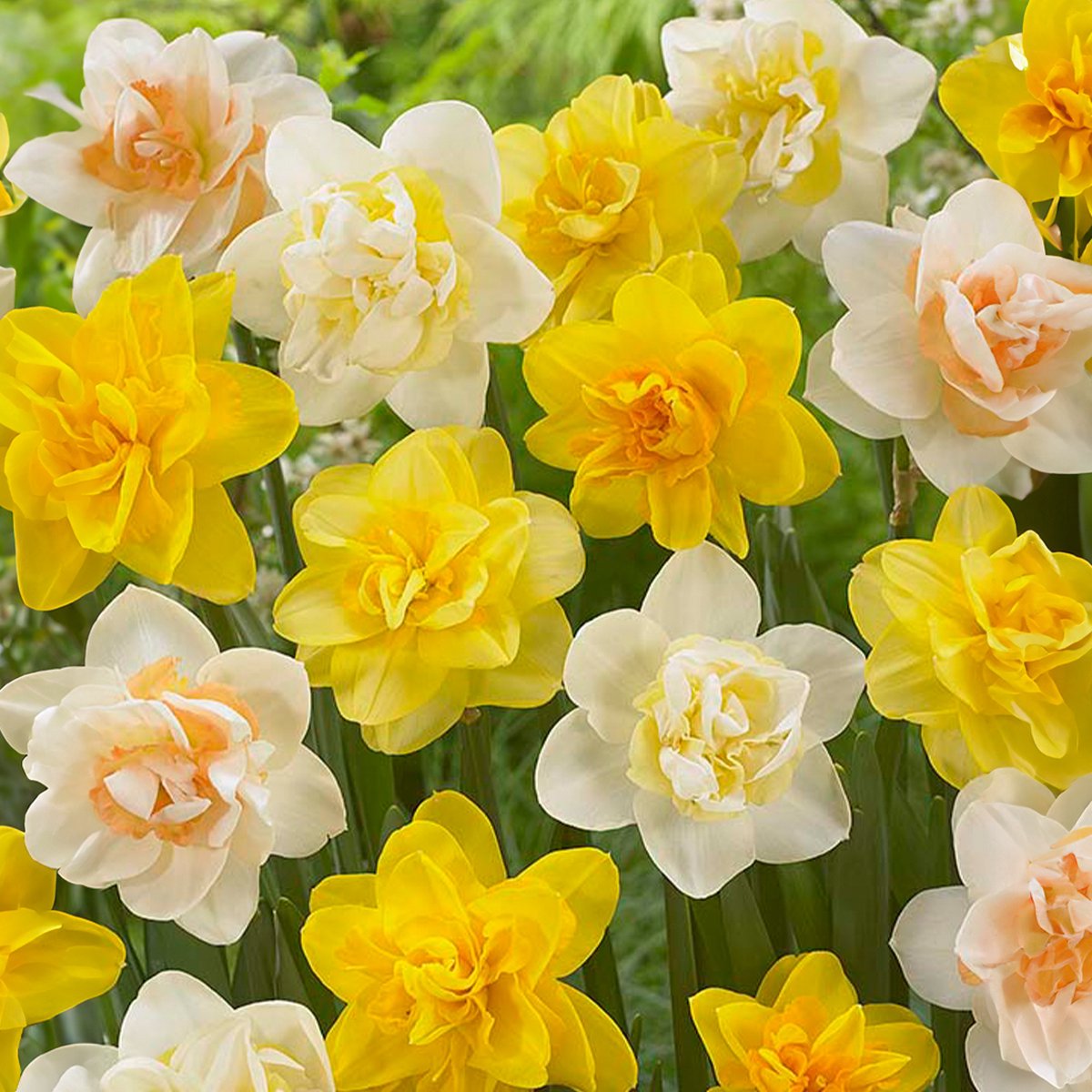 Bloomique Mix van 15 Narcissus Narcis Dubbele Bloemen Mix van Kleuren Bloembollen Voorjaarsbloeiend Meerjarige Planten Groeit tot 35-45 cm
