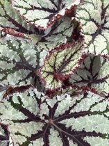 Begonia Rex Fedor - 25cm