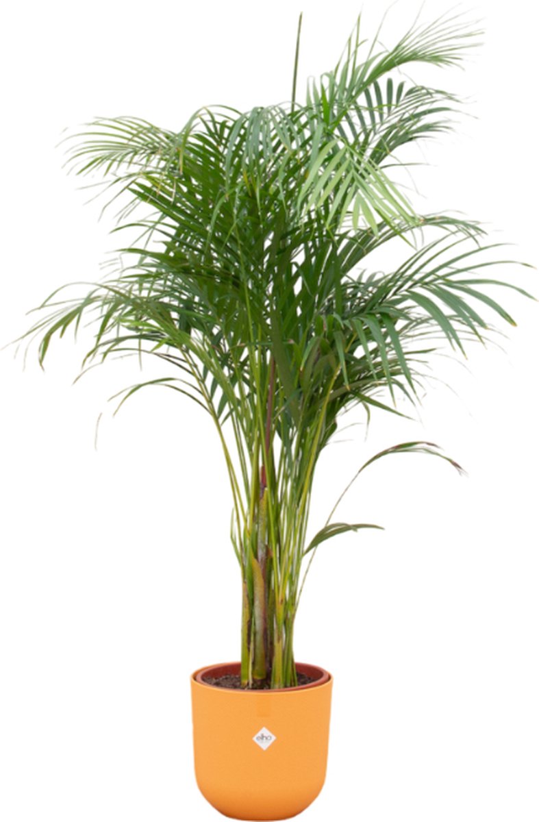 Plantenboetiek.nl Areca palm inclusief elho Jazz Round geel Ø26cm 140cm hoog Kamerplant Arrangement Plant met pot