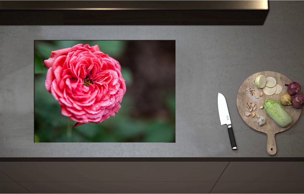Inductieplaat Beschermer - Close-up van Bloeiende Roze Tuin Roos - 70x51 cm - 2 mm Dik - Inductie Beschermer - Bescherming Inductiekookplaat - Kookplaat Beschermer van Wit Vinyl