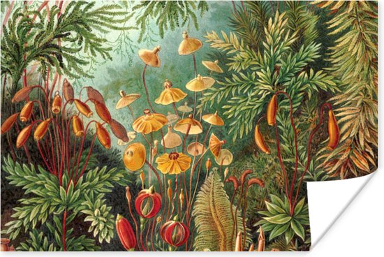 Design d'affiche - Nature - Champignons - Ernst Haeckel - 90x60 cm