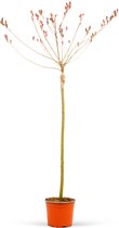 Salix gracilistyla "Mount Aso" - Wilg - Kattenwilg - Winterharde Bloeiende Heester - Plant voor Tuin Terras Balkon - Hoogte 120-140 cm - Pot 21L