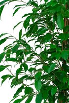 Ficus Benjamina in watergevende Classico antraciet | Treurvijg