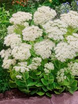 8x Vetkruid 'Sedum spectabile stardust'  - BULBi® bloembollen en planten met bloeigarantie