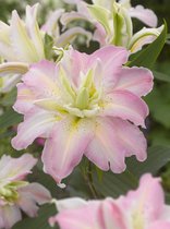 40x Lelies 'Soft music' - BULBi® bloembollen en planten met bloeigarantie