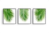 Schilderij  Set 3 Tropische palmboom bladeren - Gekleurd / Planten / Bladeren / 40x30cm