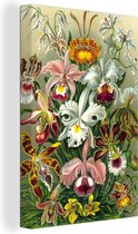 Canvas Schilderij Planten - Natuur - Bloemen - Ernst Haeckel - 60x90 cm - Wanddecoratie