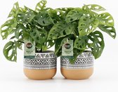 Kamerplanten van Botanicly – 2 × Monstera Monkey Mask in gevormde keramiek pot als set – Hoogte: 20 cm – Monstera adansonii