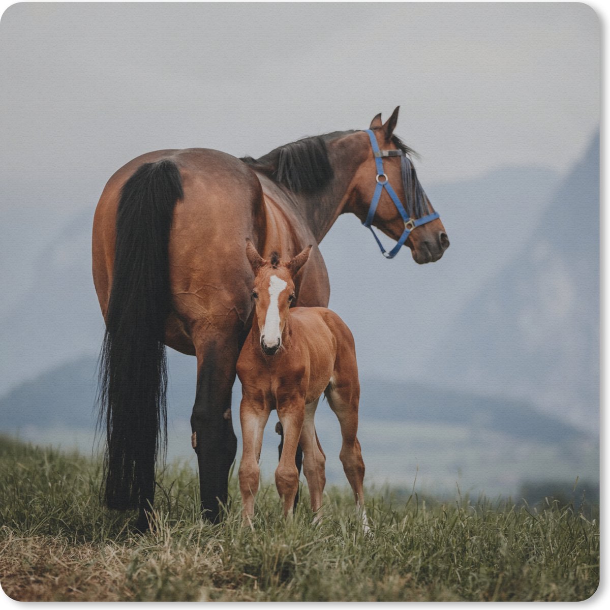 Muismat 20x20 cm - Mousepad Paard - Veulen - Berg - Muismatten