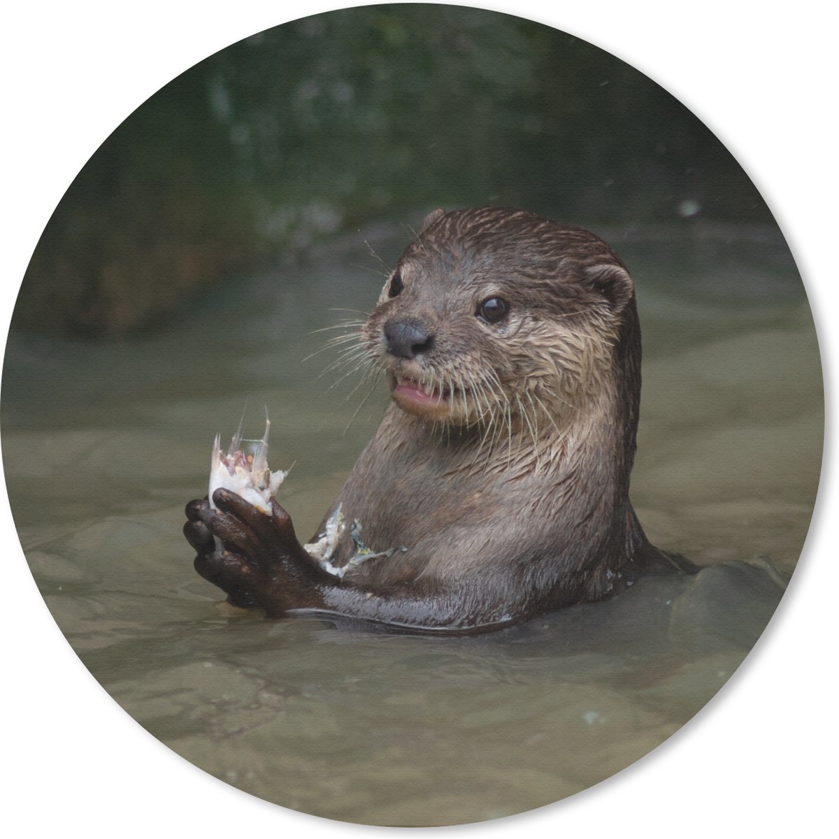 Muismat rond 40x40 cm - Mousepad Otter met voedsel in het water - Ronde muismatten