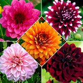 5x Dahlia grandiflora Mix - Grootbloemige Dahlia bollen - Gemengde kleuren - Dahlia bollen winterhard - Zomerbloei