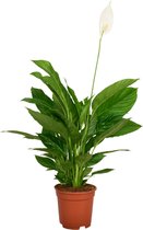 ZynesFlora - Spathiphyllum - Ø 17 cm - ↕ Hoogte: 60 - 70 cm – Luchtzuiverend – Lepelplant – Kamerplant