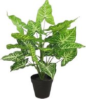 kunstplant Calathea L 40 x 45 cm zijde groen/zwart