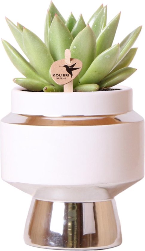 Verts de colibri | plant verte - Succulente Echeveria Miranda en pot Le Chic argent - taille du pot Ø9cm - plante d'intérieur verte - fraîche du producteur
