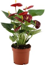 Bloem van Botanicly – Flamingoplant – Hoogte: 30 cm – Anthurium