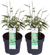 3x Fargesia Formidable – Bamboe – Tuinplant – Winterhard - ⌀13 cm - 30-40 cm