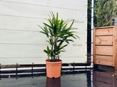 Palmboom - Rhapis Excelsa - Bamboepalm - Pot ⌀ 35cm -Hoogte ca. 70-90cm