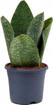 Sansevieria Masiona Congo | Vrouwentong
