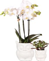 Planten duo Uil wit | Orchidee en Crassula