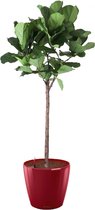 Ficus Lyrata op stam in watergevende Classico rood | Vioolbladplant / Tabaksplant