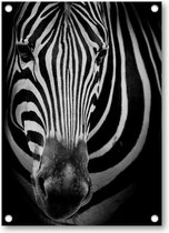 Zebra op donkere achtergrond - Tuinposter 50x70 - Wanddecoratie - Dieren - Minimalist