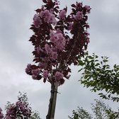 Roodbladige Japanse Sierkers bolvorm – Prunus serrulata ‘Royal Burgundy’ | Omtrek: 8-12 cm | Hoogte: 275 cm