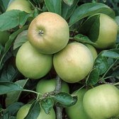 Oude appelboom - Malus d. Golden Delicious | Laagstam +/- 15 jaar