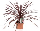 Kamerplant van Botanicly – Cordyline Australis Red Star – Hoogte: 60 cm