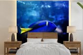 Behang - Fotobehang Blauwe vis in aquarium - Breedte 240 cm x hoogte 240 cm