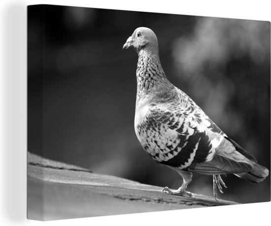 Tableau sur toile 150x100 cm - Décoration murale Pigeon voyageur sur un toit - noir et blanc - Décoration murale salon - Décoration chambre - Accessoires chambre - Peintures