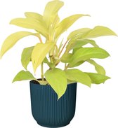 Philodendron Malay Gold in ELHO ® Vibes Fold Rond (diepblauw) ↨ 40cm - hoge kwaliteit planten