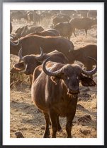 Poster Met Zwarte Lijst - Afrikaanse Buffel Poster