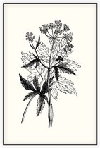 Physospermum Cornubiense zwart-wit (Cornish Bladder Seed) - Foto op Akoestisch paneel - 60 x 90 cm